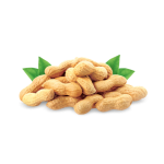 groundnut raw